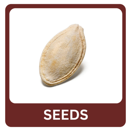 PUMPKIN SEEDS HIGH NAMKEEN - 500gm